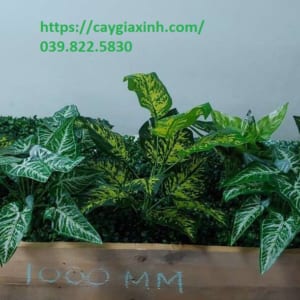 Bục Cây Giả
